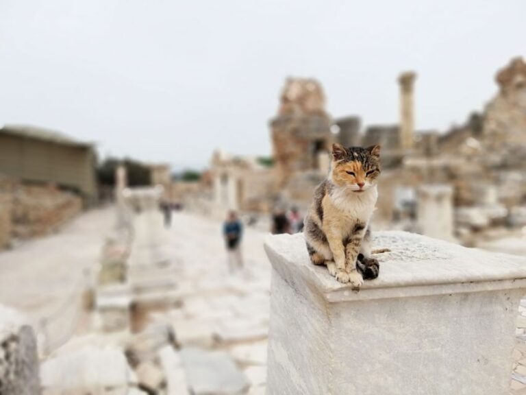 From Istanbul: Private Guided Day Trip To Ephesus With Lunch Exploring Ancient Ephesus