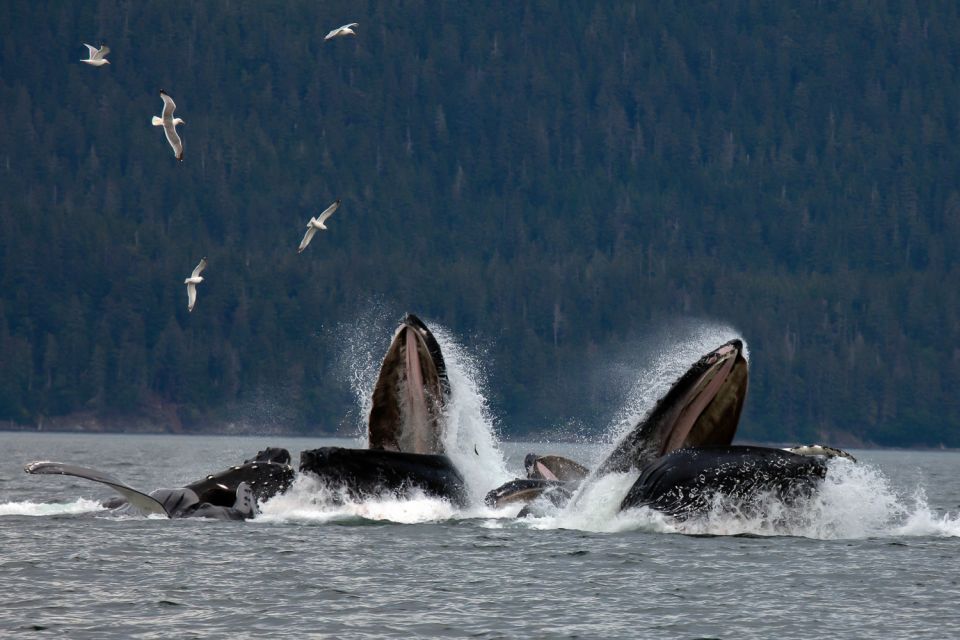 From Juneau: Whale Watching Cruise With Snacks - Location and Duration