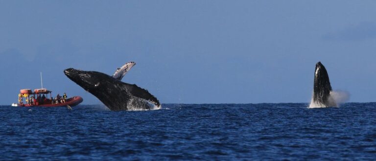 From Kihei: Guided Humpback Whale Migration Cruise
