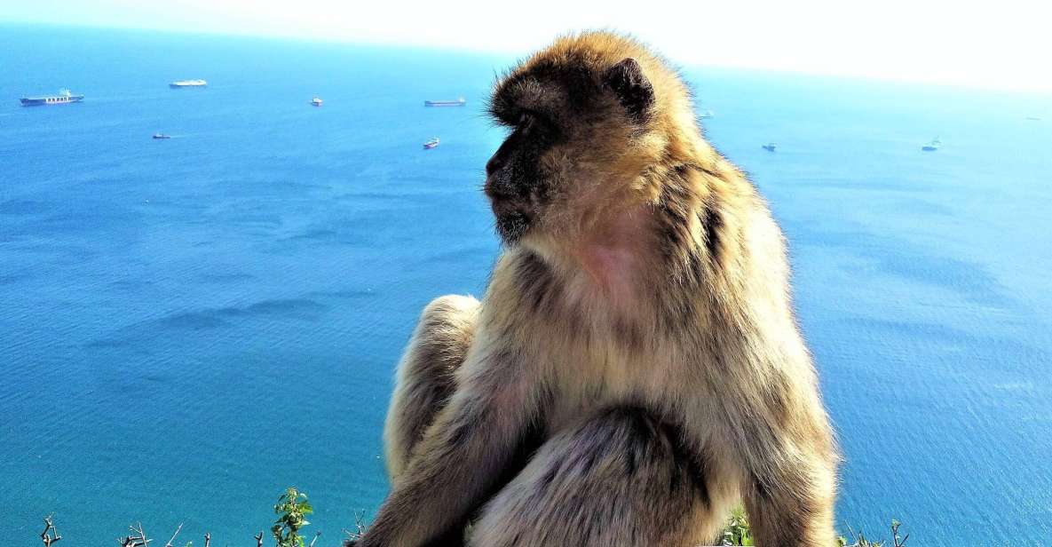 From Malaga or Marbella: Private Gibraltar Tour - Tour Details