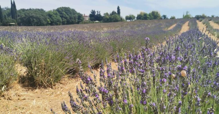 From Marseille: Customizable Private Day Tour of Provence