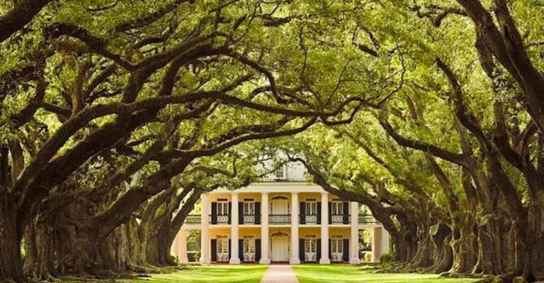 From New Orleans: Oak Alley Or Laura Plantation Tour Tour Overview And Pricing