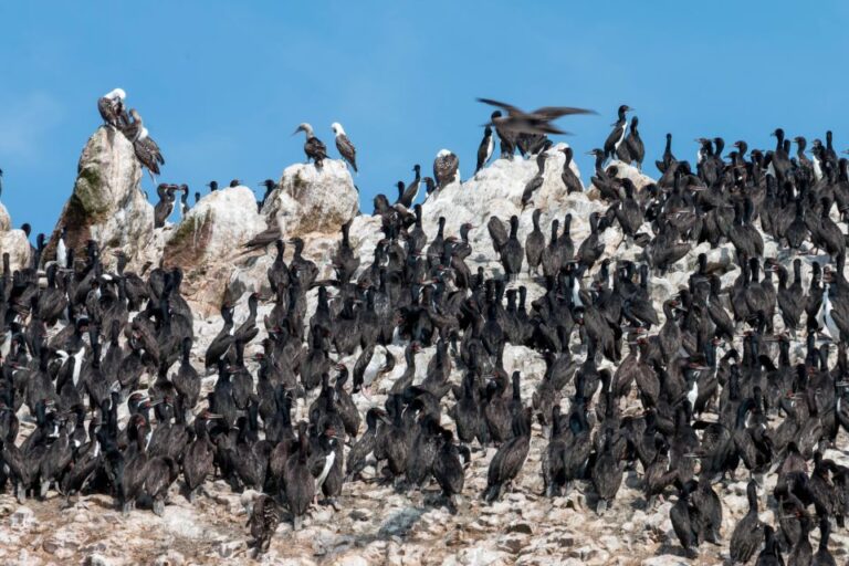 From Paracas: Ballestas Island Marine Wildlife Watching Overview Of The Tour