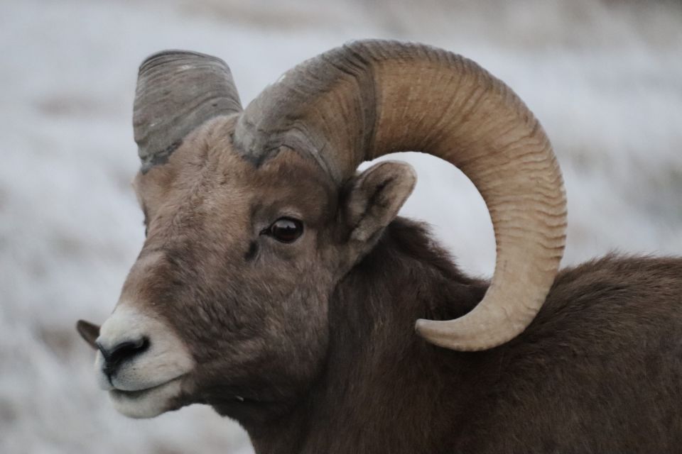 From Rapid City: Badlands NP Full Monty Adventure - Tour Details and Highlights