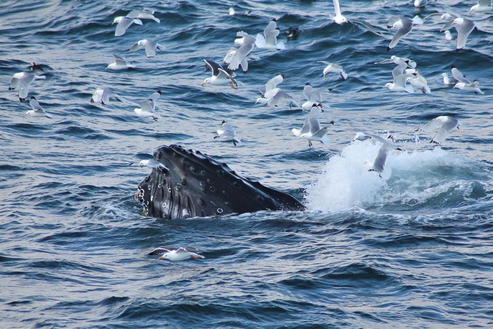 From Reykjavik: Whale Watching Tour - Tour Overview