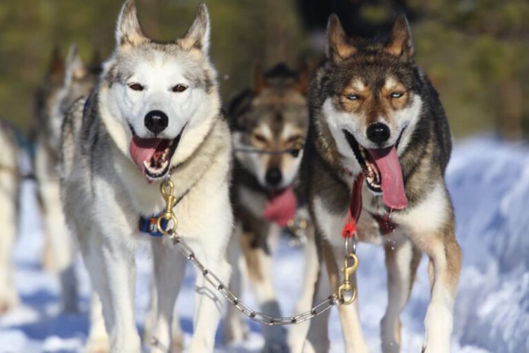 From Rovaniemi: 5km Husky Sled Ride Meet The Huskies