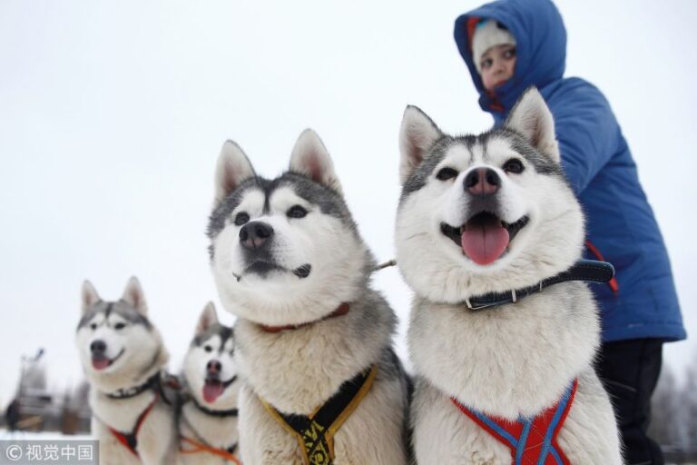 From Rovaniemi: Self Driven 10km Husky Sled Ride Tour Details