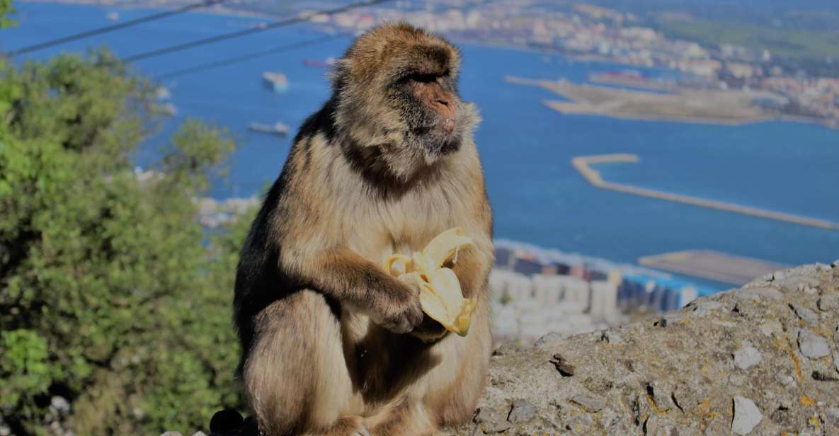 From Seville: Full-Day Trip to Gibraltar - Overview of the Trip