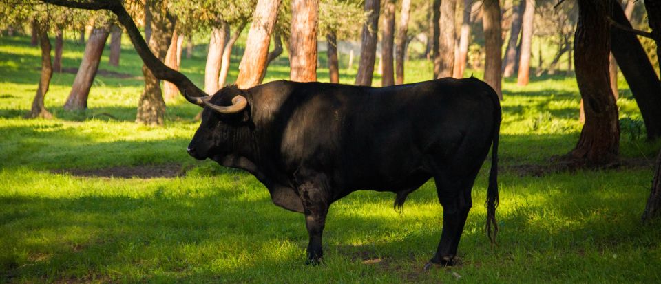 From Seville: Half-Day Bull Breeding Farm Tour - Tour Details