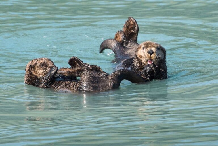 From Seward: Half Day Resurrection Bay Wildlife Cruise Tour Activity Details