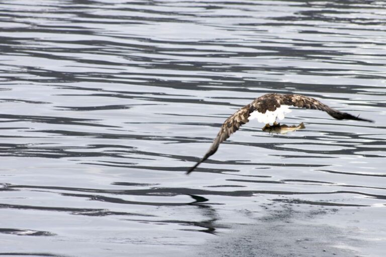 From Tromsø: All Inclusive Whale And Sea Bird Boat Cruise Tour Overview