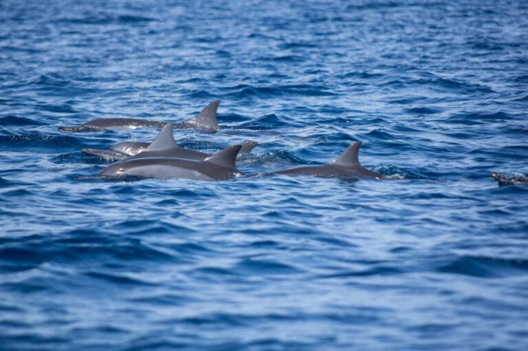 From Zadar: Private Half Day Swimming Trip By Boat Activity Overview