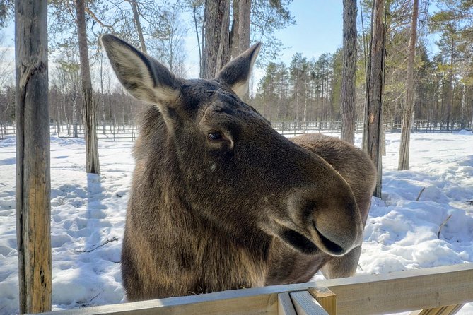 Full Day Lapland Tour, Including Lunch And Dinner Tour Details