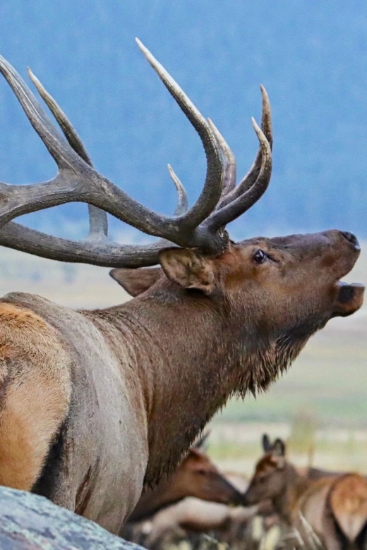 Full-Day RMNP Over the Top Tour - RMNPhotographer - Tour Details