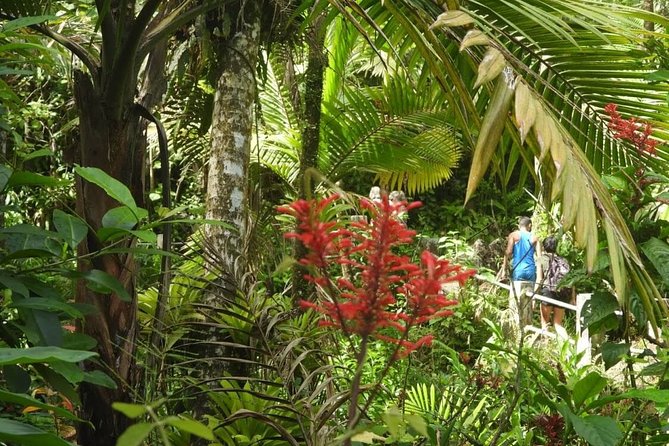 Full-Day Tour: El Yunque, Luquillo Beach, Bio Bay Night Kayaking