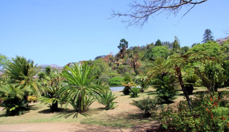 Funchal: Botanical Garden In A Tuk Tuk Tour Tour Overview And Pricing