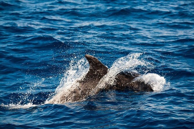 Glass Bottom Boat Tour & Snorkeling In São Miguel, Azores Inclusions And Amenities