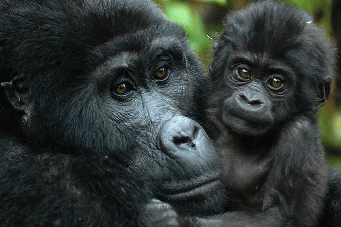 Gorilla Tracking & Batwa Culture Experience Overview Of The Jungle Tour