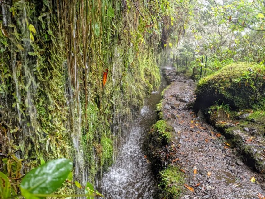 Green Cauldron Levada: Roundtrip Transfer & Hike - Activity Overview