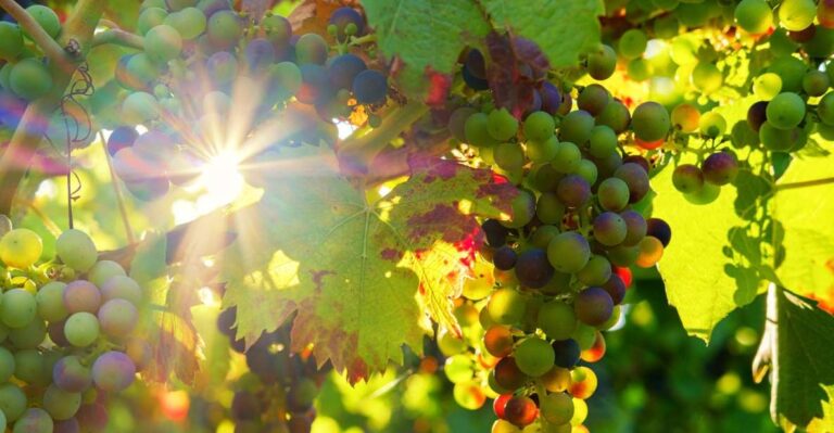 Green Wine Full Day Premium Wine Tour Tour Details And Highlights