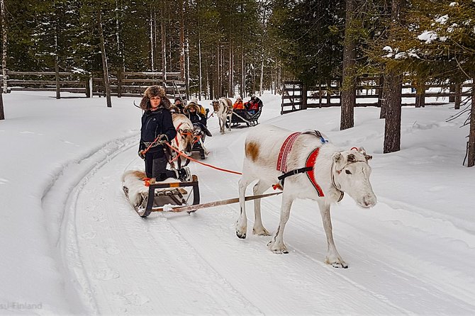 Guided Reindeer Farm Visit and One Hour Sledge Safari