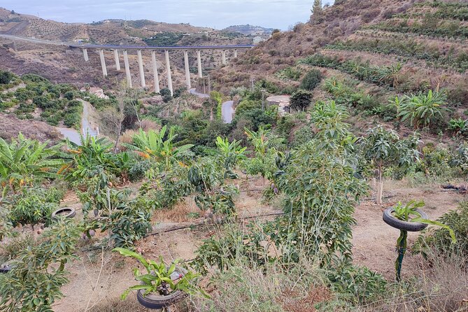 Guided Tour To The Only Coffee Farm In Europe Location And Access