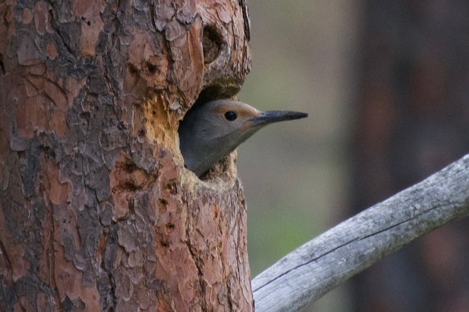 Half Day Birdwatching In The South Okanagan Tour Overview