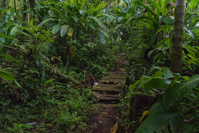 Half Day Grenada Wonders Tour Discovering Annandale Waterfall