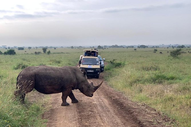 Half Day Nairobi National Park Safari From Nairobi With Free Pickup Tour Overview