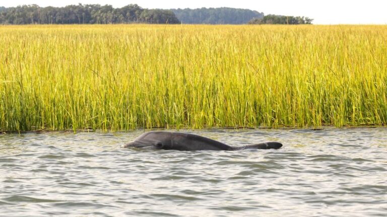 Hilton Head: 2 Hour Private Dolphin Tour Tour Details