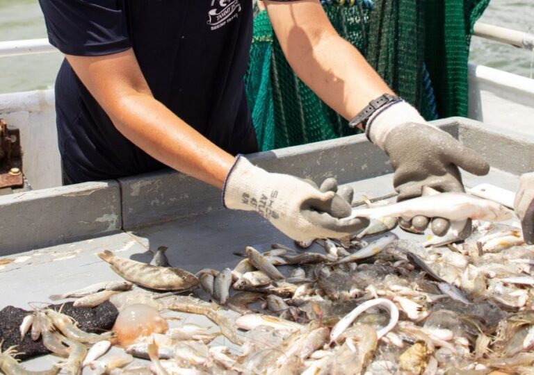 Hilton Head Island: Shrimp Trawling Boat Tour Tour Overview And Pricing