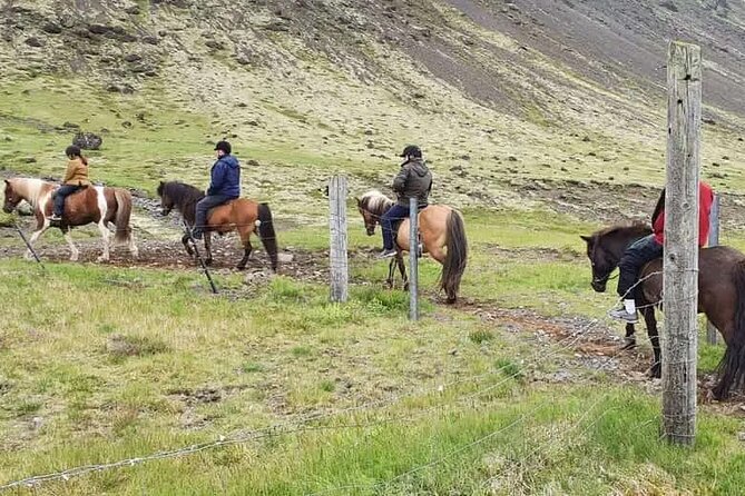 Horse Riding Tour In Reykjadalur (smoky Valley) All Riding Levels Tour Details