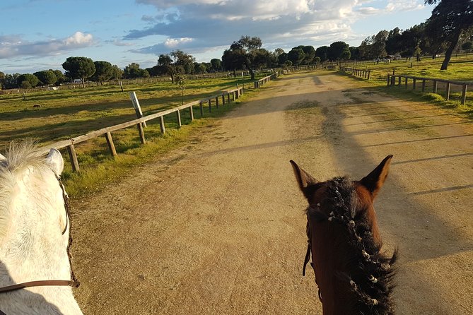 Horseback Riding Experience in Aljarafe, Doñana Park From Seville - Inclusions and Pricing