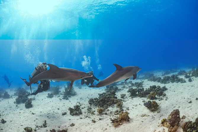 Hurghada: Dolphin House Boat Trip Snorkeling With Lunch Pickup And Start Time