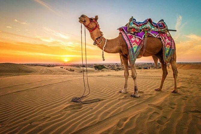 Hurghada: Quad, Jeep, Camel And Buggy Safari With Bbq Dinner Desert Adventure Awaits