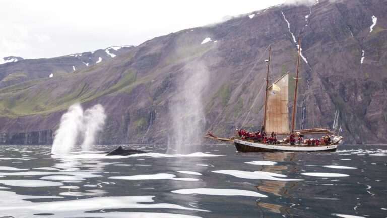 Húsavik: Whale Watching By Traditional Wooden Sailing Ship Activity Overview