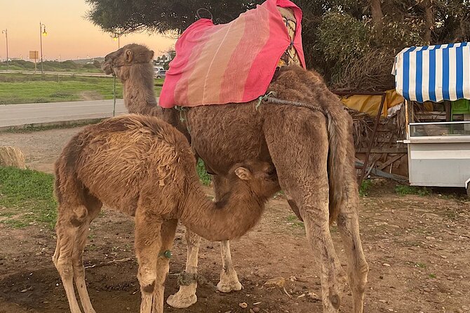 Inclusive Beach Camel Ride, Cap Spartel, Hercules & Full Dinner Activity Details