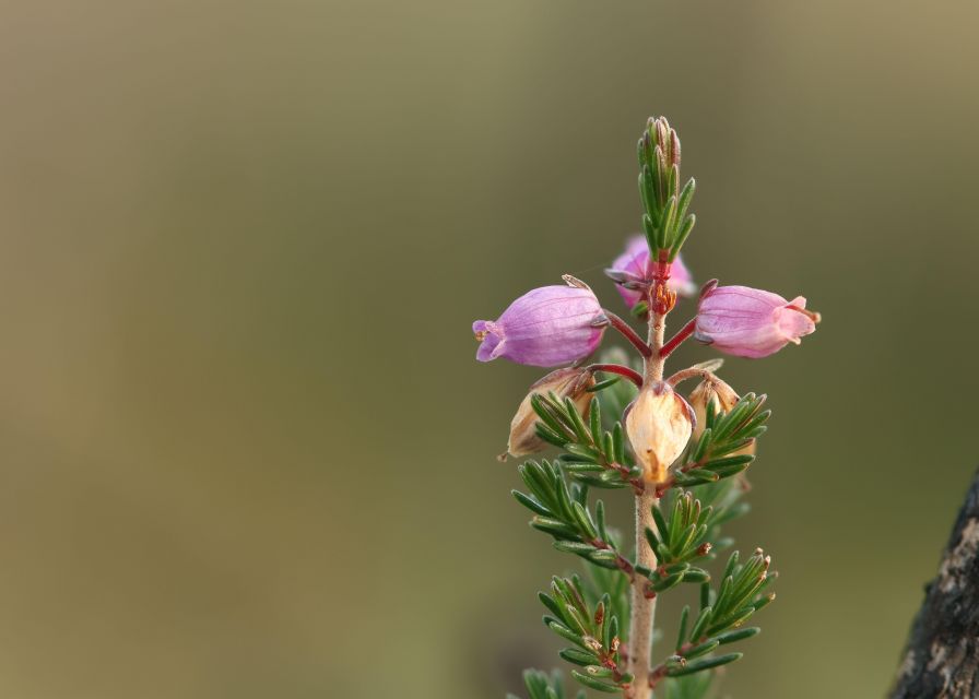 Introduction to the New Forest (Wilverley) - The Smallest National Park