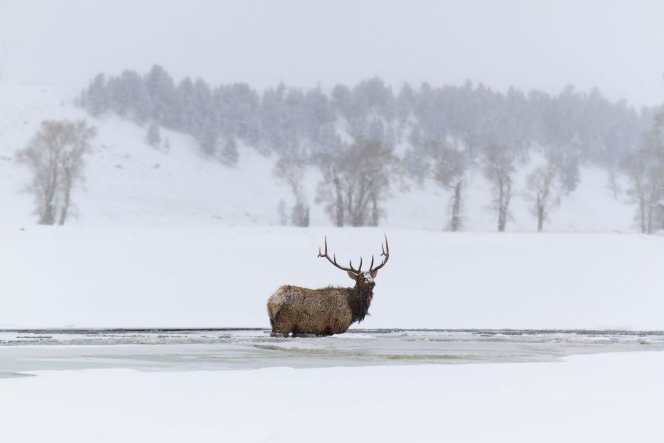 Jackson: Grand Teton, Bighorn Sheep, and Petroglyphs Tour - Tour Overview