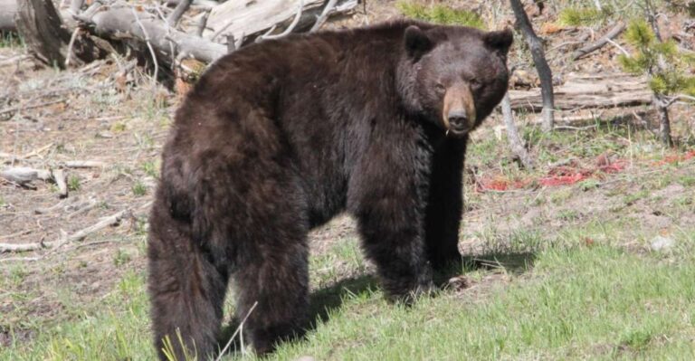 Jackson Hole: Yellowstone Lower Loop Upper Loop 2 Day Tour Tour Details