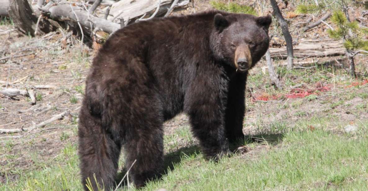 Jackson Hole: Yellowstone Lower Loop Upper Loop 2-Day Tour - Tour Details