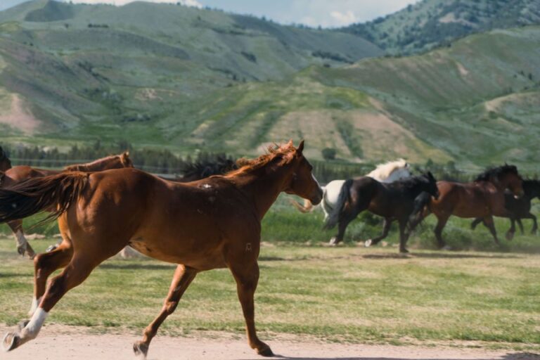 Jackson Signature 1/2 Day Ride Horseback Tour With Lunch Activity Details