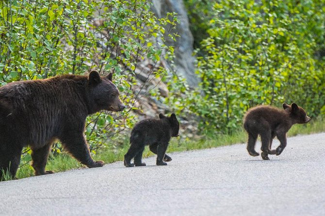 Jasper Wildlife and Waterfalls Tour With Maligne Lake Hike - Overview of Jasper National Park