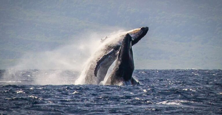 Kaanapali: Whale Watching Cruise With Open Bar