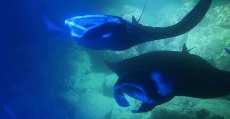 Kailua Kona: Manta Ray Night Snorkel With Wetsuit Activity Overview