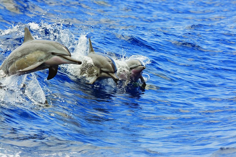 Kawaihae: Snorkeling Cruise With Drinks and Picnic Lunch - Overview of the Snorkeling Cruise