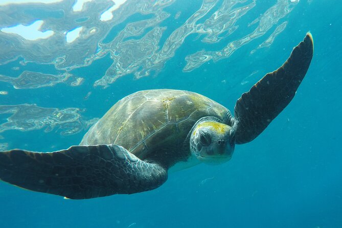 Kayaking + Snorkeling With Turtles Tenerifes Captivating Aquatic Adventure