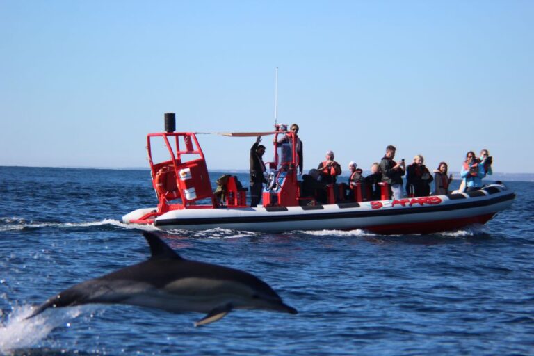 Lagos: Dolphin Watching With Professional Marine Biologists Tour Overview