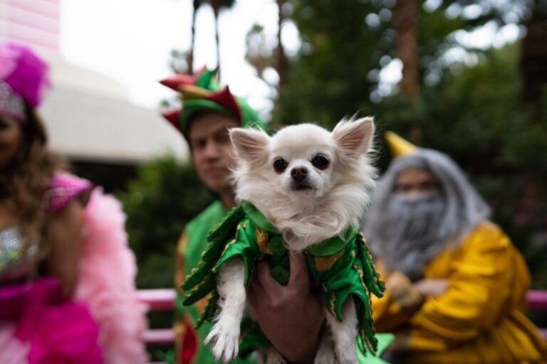 Las Vegas: Piff The Magic Dragon Show At The Flamingo Event Overview