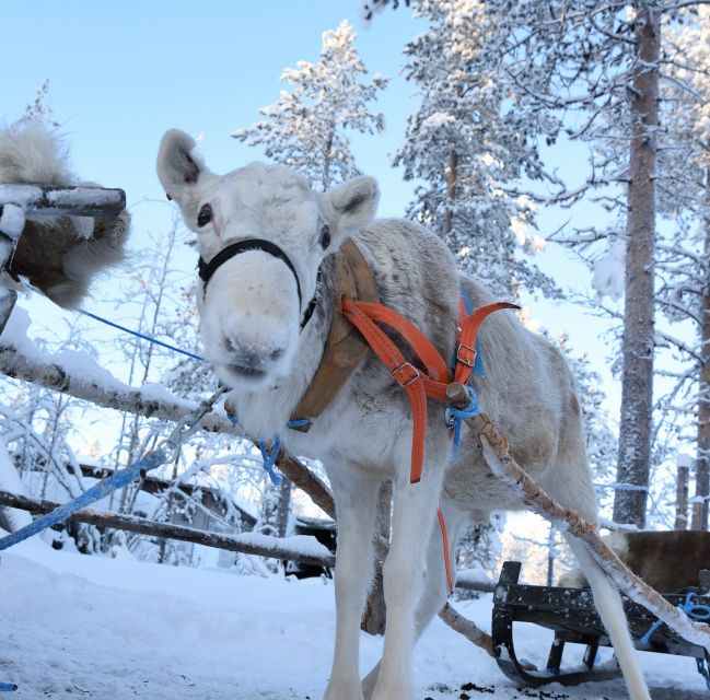 Levi: 3km Reindeer Sleigh Ride Overview Of The Experience